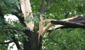 photo tree removal service asheville nc