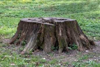 photo tree stump removal service asheville nc